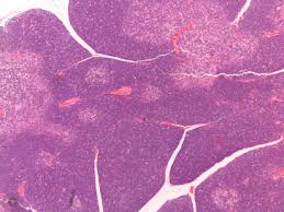 Image result for Thymus