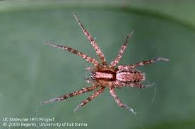 Attēlu rezultāti vaicājumam “Agelenidae”