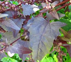 Image result for Atriplex hortensis