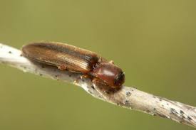 Attēlu rezultāti vaicājumam “Dalopius marginatus”