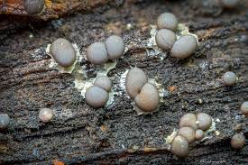 Attēlu rezultāti vaicājumam “Dianema nivale spores”