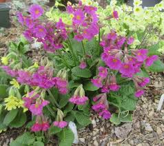 Attēlu rezultāti vaicājumam “Primula veris var. rubra flower”