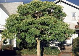 Attēlu rezultāti vaicājumam “Phellodendron amurense bud”