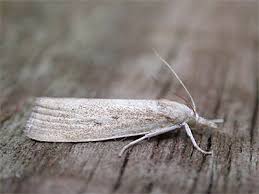 Attēlu rezultāti vaicājumam “Calamotropha paludella”