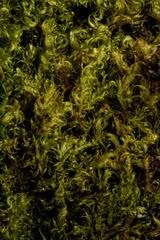 Attēlu rezultāti vaicājumam “Sanionia uncinata”