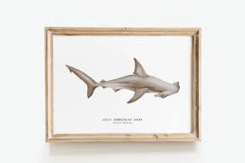 Image result for Sphyrna mokarran