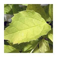 Attēlu rezultāti vaicājumam “Philadelphus coronarius leaf”