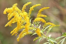 Attēlu rezultāti vaicājumam “Solidago virgaurea flower”