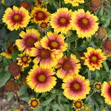 Image result for Gaillardia amblyodon