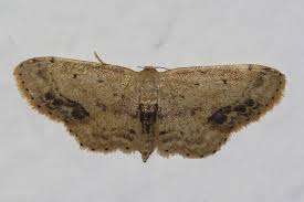 Attēlu rezultāti vaicājumam “Idaea dimidiata”