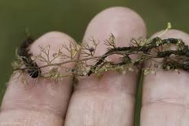 Attēlu rezultāti vaicājumam “Utricularia minor bud”
