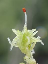 Attēlu rezultāti vaicājumam “Sphagnum tenellum”