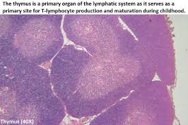 Image result for Thymus