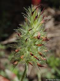 Image result for Trifolium incarnatum