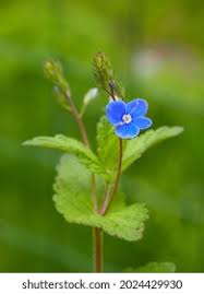 Attēlu rezultāti vaicājumam “Veronica persica leaf”