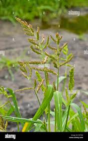 Attēlu rezultāti vaicājumam “Echinochloa crus-galli”