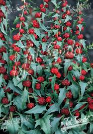 Attēlu rezultāti vaicājumam “Chenopodium foliosum fruit”