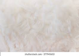 Image result for white rabbit skin texture