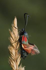 Attēlu rezultāti vaicājumam “Zygaena cocoon”