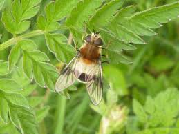 Attēlu rezultāti vaicājumam “Leucozona lucorum”