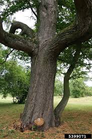 Attēlu rezultāti vaicājumam “Castanea sativa”