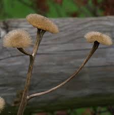 Attēlu rezultāti vaicājumam “Telekia speciosa bud”