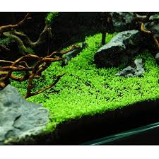 Attēlu rezultāti vaicājumam “Elatine hydropiper”