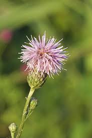 Attēlu rezultāti vaicājumam “Serratula tinctoria”