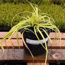 Attēlu rezultāti vaicājumam “Carex ornithopoda leaf”