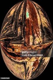 Attēlu rezultāti vaicājumam “Emberiza schoeniclus eggs”