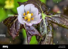 Attēlu rezultāti vaicājumam “Podophyllum hexandrum”