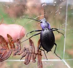 Attēlu rezultāti vaicājumam “Carabus violaceus”