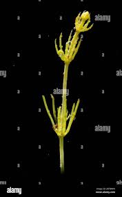 Attēlu rezultāti vaicājumam “Chara contraria”