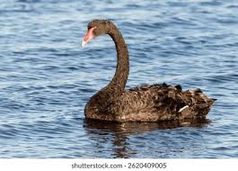 Attēlu rezultāti vaicājumam “Cygnus atratus”