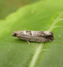 Attēlu rezultāti vaicājumam “Epinotia ramella”