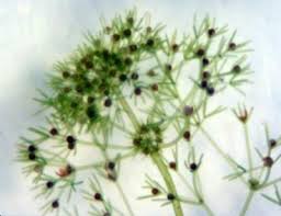 Attēlu rezultāti vaicājumam “Nitella sp.”