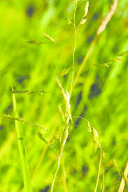 Attēlu rezultāti vaicājumam “Leersia oryzoides”