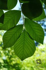 Attēlu rezultāti vaicājumam “Cladrastis kentukea leaf”