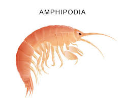 Attēlu rezultāti vaicājumam “Amphipoda”