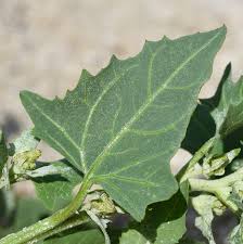 Attēlu rezultāti vaicājumam “Atriplex calotheca”