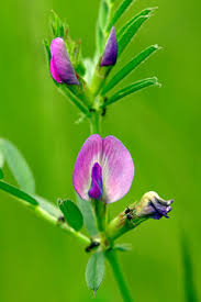 Attēlu rezultāti vaicājumam “Vicia angustifolia flower”