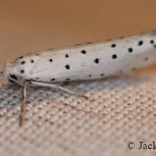 Attēlu rezultāti vaicājumam “Yponomeutidae”