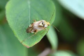 Attēlu rezultāti vaicājumam “Lygus pratensis nymph”