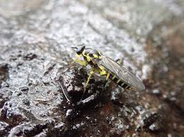 Attēlu rezultāti vaicājumam “Melandrya dubia”