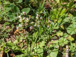Attēlu rezultāti vaicājumam “Capsella bursa-pastoris bud”