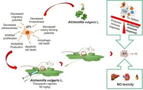 Attēlu rezultāti vaicājumam “Alchemilla vulgaris aggr. bud”