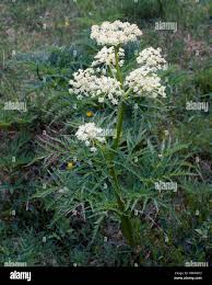 Attēlu rezultāti vaicājumam “Cicuta virosa”