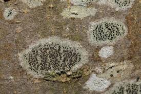 Attēlu rezultāti vaicājumam “Lecidella elaeochroma”