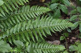 Attēlu rezultāti vaicājumam “Polystichum aculeatum”