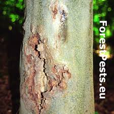 Attēlu rezultāti vaicājumam “Neonectria coccinea”